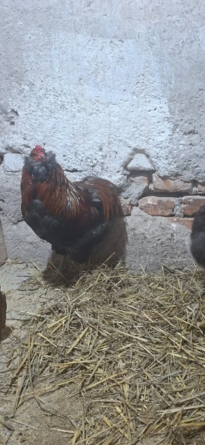 Familie gaini Araucana 2025 - imagine 3