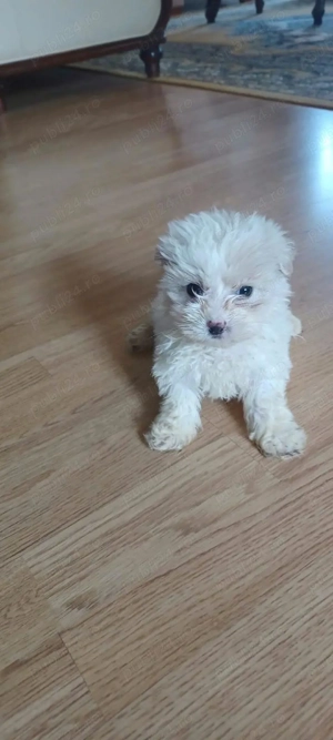 Bichon maltez toy - imagine 2