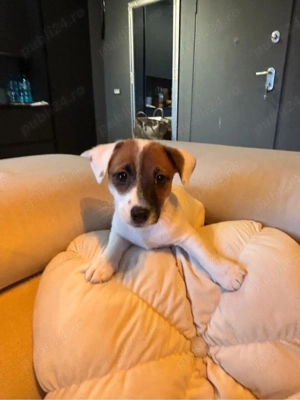 jack russel terrier pui  - imagine 2
