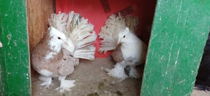 Porumbei ornament , Voltati indieni,  voltati normali,  voiajori , jucători si satineti .