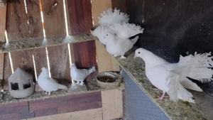 Înfoiați Satineți 