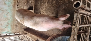 Porc 80-90kg - imagine 3