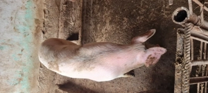 Porc castrat  Landrace Marele Alb  - imagine 6