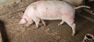 Porc castrat  Landrace Marele Alb  - imagine 4