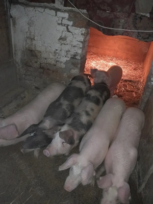 Vand soldani 60 - 80 kg - imagine 3