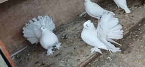 Porumbei ornament , Voltati indieni,  voltati normali,  voiajori , jucători si satineti . - imagine 3