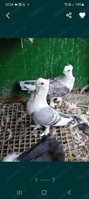 Porumbei ornament , Voltati indieni,  voltati normali,  voiajori , jucători si satineti . - imagine 5