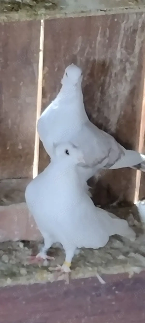 Înfoiați Satineți  - imagine 5