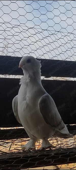 Înfoiați Satineți  - imagine 4