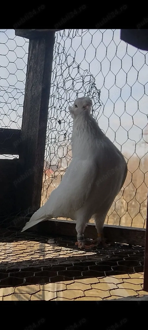 Înfoiați Satineți  - imagine 3