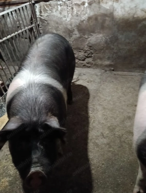 Vand porci bazna + duroc - imagine 2