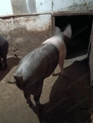 Vand porci bazna + duroc