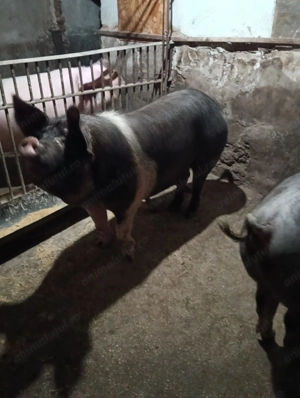 Vand porci bazna + duroc - imagine 3