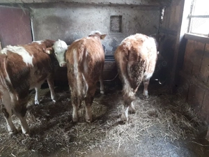 juninci baltate - imagine 2