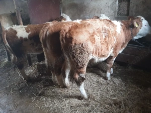 juninci baltate - imagine 3