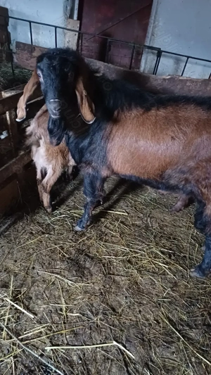 Tap anglo nubian - imagine 2