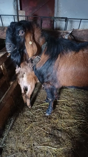 Tap anglo nubian - imagine 5