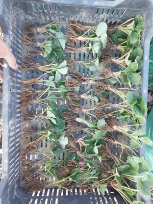 Stoloni căpșuni- Asia