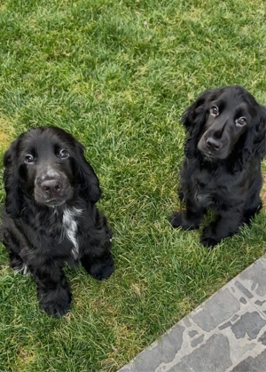 Cocker Spaniel vaccinati,deparaziti, microcipati, carnet de sanatate 