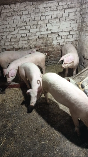 Grasuni de vanzare - imagine 2