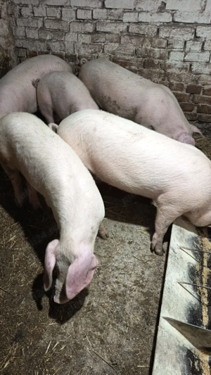 Grasuni de vanzare - imagine 3