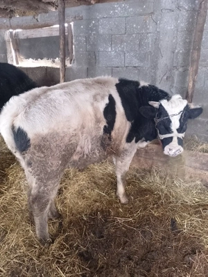 de vânzare  - imagine 4