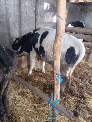 de vânzare  - imagine 5