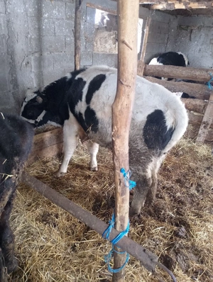 de vânzare  - imagine 2