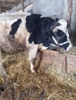 de vânzare  - imagine 3