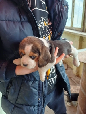Catelusi beagle tricolor - imagine 4