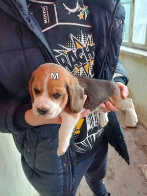 Catelusi beagle tricolor - imagine 3