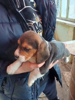 Catelusi beagle tricolor - imagine 5