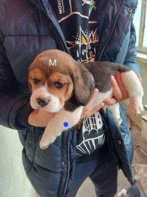 Catelusi beagle tricolor - imagine 2