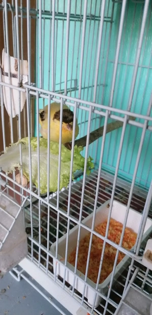 Vând canari pui și maturi  - imagine 2