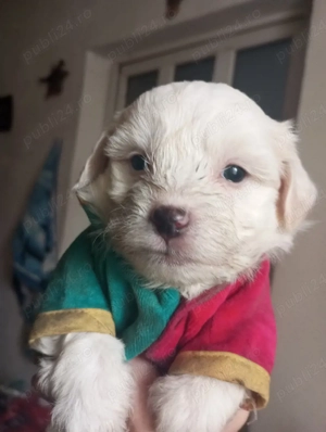 vînd cătea CORSO , pui bishon, 