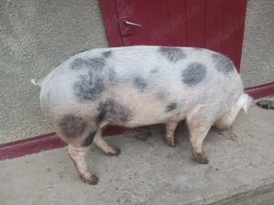 Vând porc pietrain 