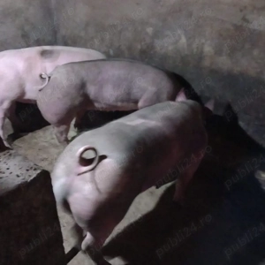vand porci 