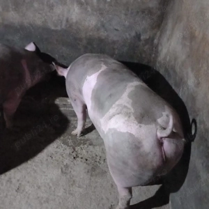 vand porci, rasa de carne - imagine 2