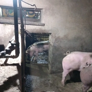 vand porci, rasa de carne - imagine 3