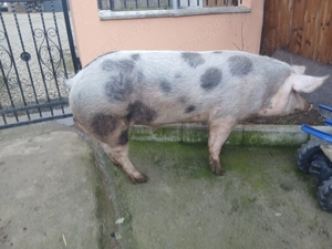 Vând porc pietrain  - imagine 2