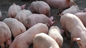 purcei pik original  - imagine 3