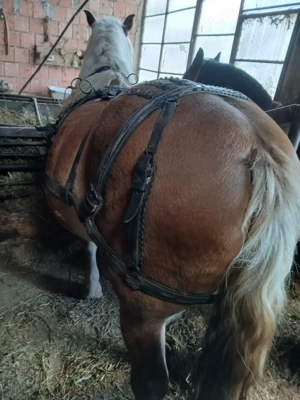 Iapă gestantă cu mânza  - imagine 3