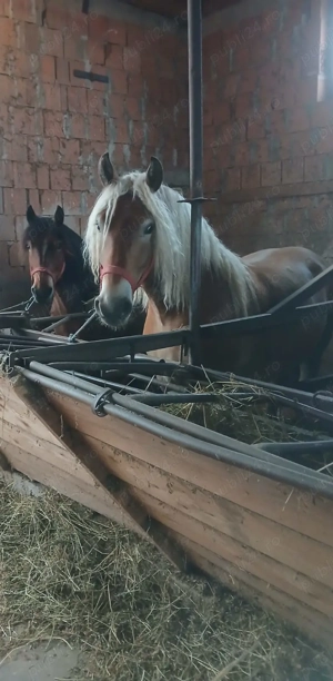 Iapă gestantă cu mânza  - imagine 5