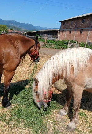 Iapă gestantă cu mânza  - imagine 4