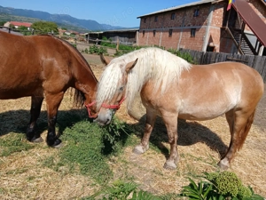 Iapă gestantă cu mânza  - imagine 2