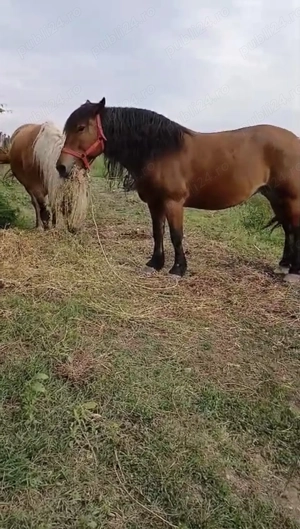 Iapă gestantă cu mânza 