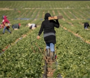 Locuri de muncă în Elveția   Agricultura și Germania   Construcții  - imagine 4