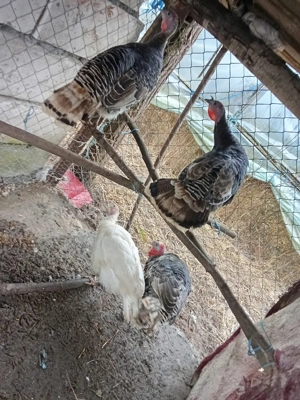 vând curci si curcan 