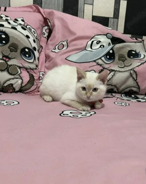 Ragdoll fetiță și băiețel 