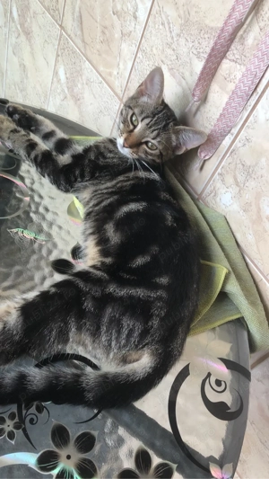 donez urgent  - imagine 4